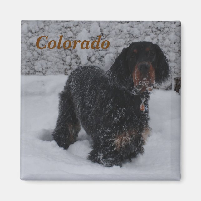 Colorado Gordon Setter Puppy Magnet (Front)