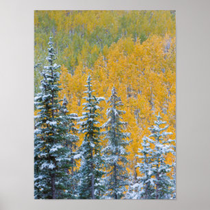 Colorado, Grand Mesa. Early snowfall on forest Poster
