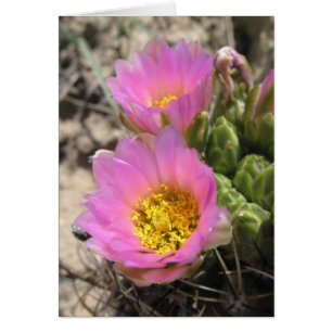 Colorado Hookless Cactus