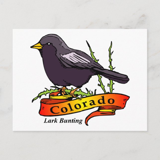 Colorado Lark Bunting Postcard (Front)