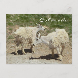 Colorado mountain goat postcard