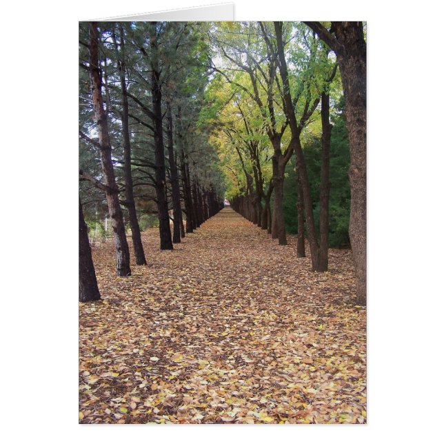 Colorado path (Front)