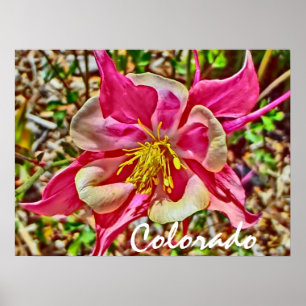 Colorado pink columbine poster