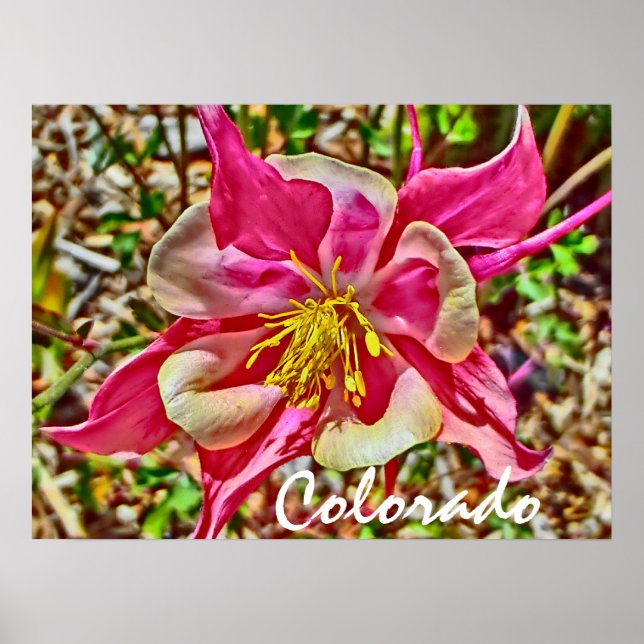 Colorado pink columbine poster (Front)