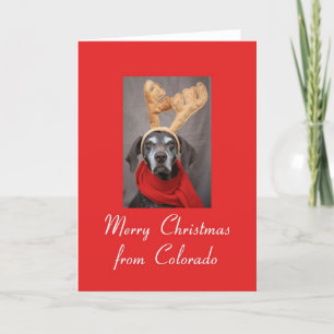 Colorado reindeer pointer merry x-mas holiday card