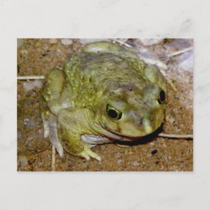 Colorado River Toad Bufo alvarius Postcard