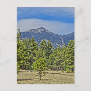 Colorado Rockies Postcard