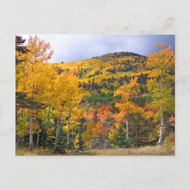 Colorado Rocky Mountains Aspen Trees Fall Foliage Postcard (Front)