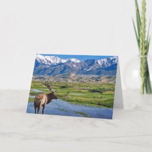 Colorado Rocky Mountains Elk Card