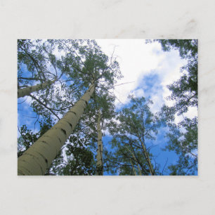 Colorado Sky Thru the Aspens Postcard