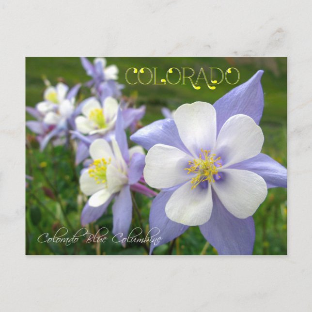 Colorado State Flower: Rocky Mountain Columbine Postcard (Front)