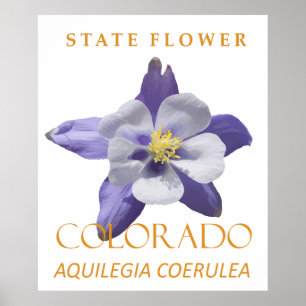 Colorado Territory Flower Blue Aquilegia coerulea Poster