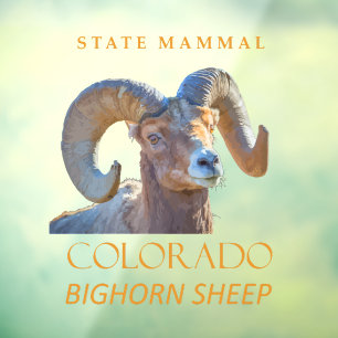Colorado Territory Mammal The Bighorn Sheep Window Cling