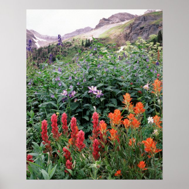 Colorado, Uncompahgre National Forest Poster (Front)