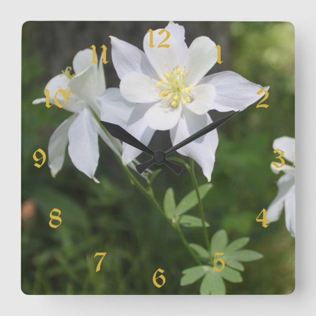 Colorado White Columbine Numbered Square Wall Clock (Front)