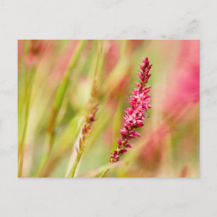 colorbush holiday postcard