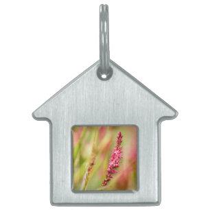 colorbush pet ID tag