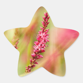 colorbush star sticker