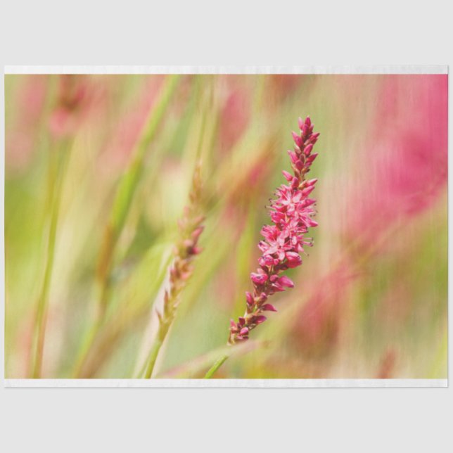 colorbush tissue paper (Front)