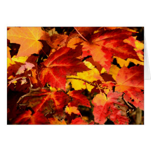 Coloré Feuilles d'automne orange rouge jaune coule