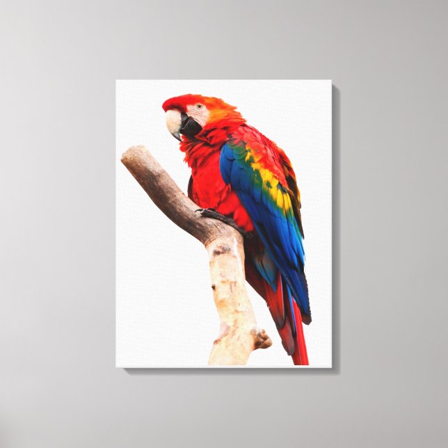 Colored Parrot Canvas Print (Front)