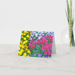COLORFUL ASTERS: YELLOW, PINK, PURPLE, BLUE, CARD