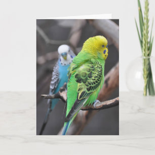 Colorful Budgies! - Frameable Art Card