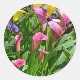 Colorful calla lily flowers classic round sticker