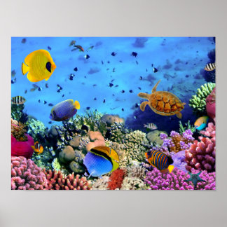 Colorful Coral Reef Critters Poster
