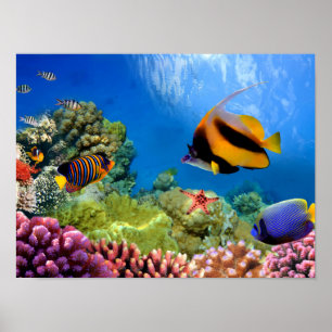 Colorful Coral & Tropical Fish Poster