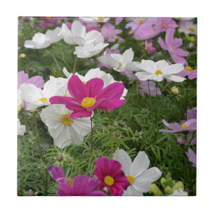 Colorful cosmos flower garden tile