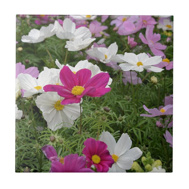 Colorful cosmos flower garden tile (Front)