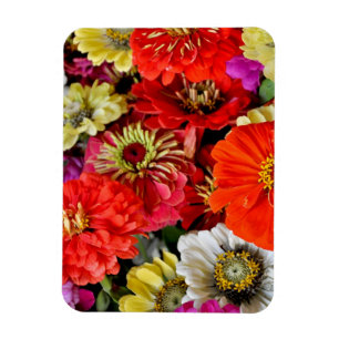 Colorful dahlia flowers magnet