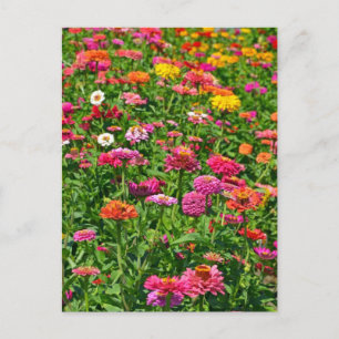 Colorful dahlias garden postcard