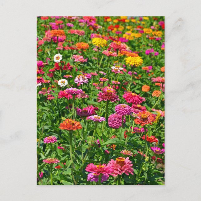 Colorful dahlias garden postcard (Front)