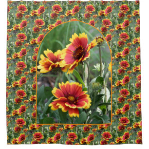 Colorful Daisies Flower Pattern Nature