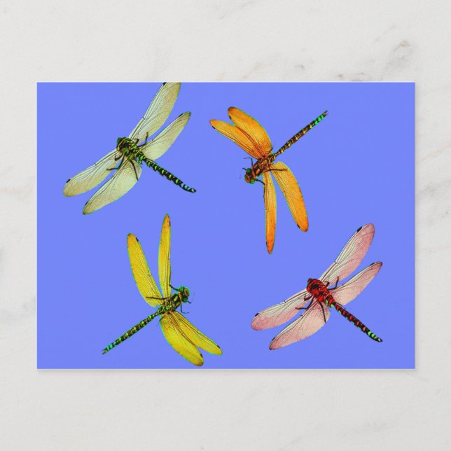 COLORFUL DRAGONFLIES ON BLUE POSTCARD (Front)