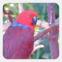 Colorful eclectus parrot