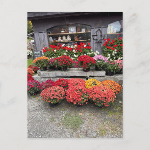 Colorful fall mums holiday postcard