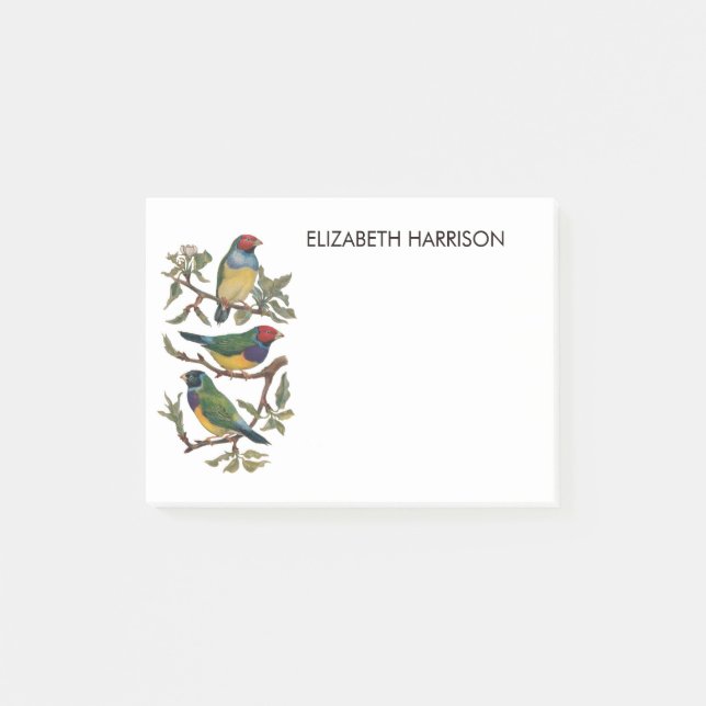 Colorful finch birds illustration Notes (Front)