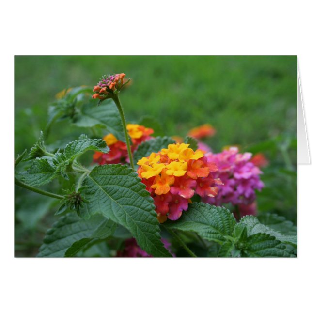 [Colorful Flowers] Lantana camara - Greeting Card (Front Horizontal)