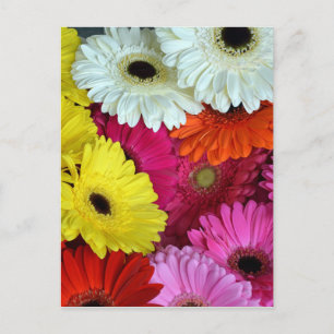 Colorful gerber flowers postcard