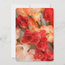 Colorful Gladiolus Flowers