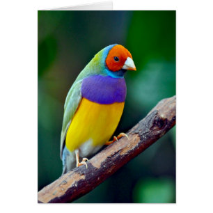Colorful gouldian finch