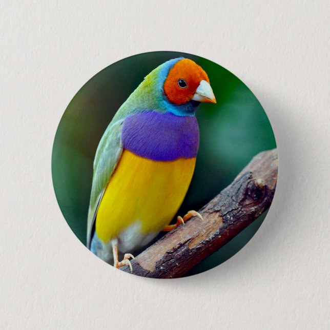 Colorful gouldian finch 2 inch round button (Front)