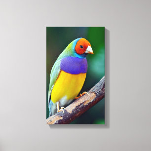Colorful gouldian finch canvas print