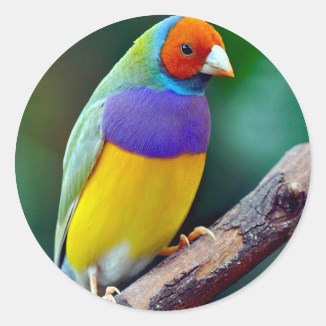 Colorful gouldian finch classic round sticker (Front)