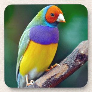 Colorful gouldian finch coaster