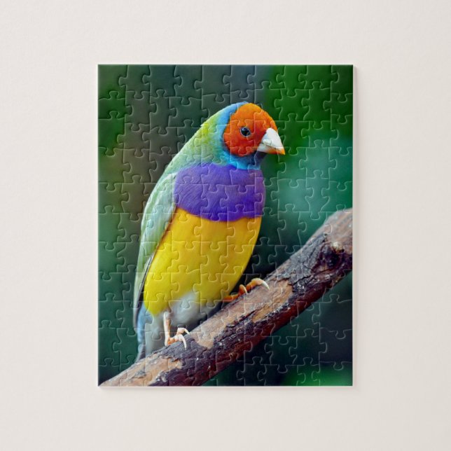 Colorful gouldian finch jigsaw puzzle (Vertical)
