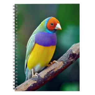 Colorful gouldian finch notebook